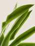 Artificial Natural Lily in Textured Pot